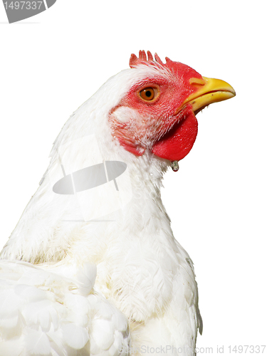 Image of broiler hen