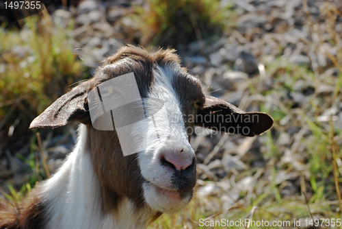 Image of Nanny goat head