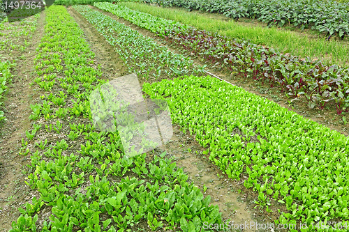 Image of farm field