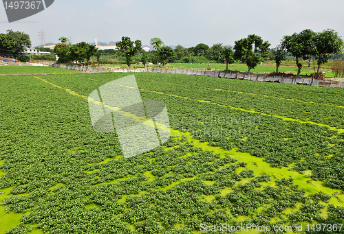 Image of farm