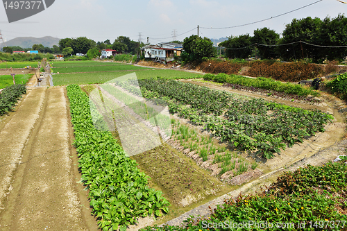 Image of farm field