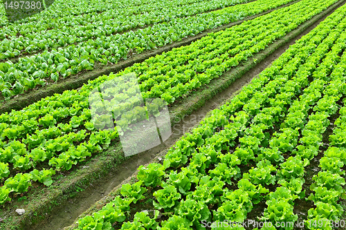 Image of lettuce plant in field