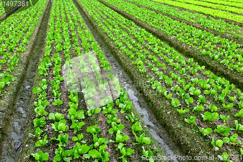 Image of lettuce plant in field