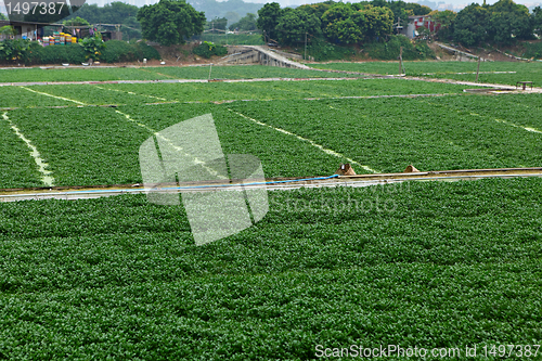 Image of farm