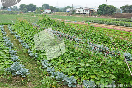 Image of farm field