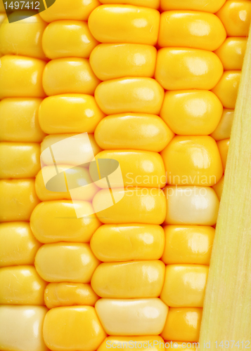 Image of corn