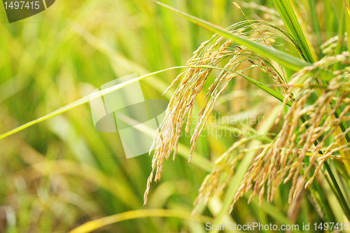 Image of paddy rice