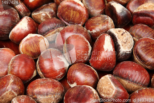 Image of chestnut