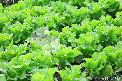 Image of vegetable in field