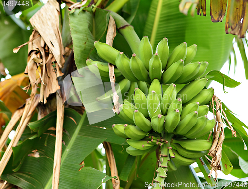 Image of banana on tree