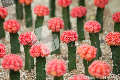 Image of Cactus