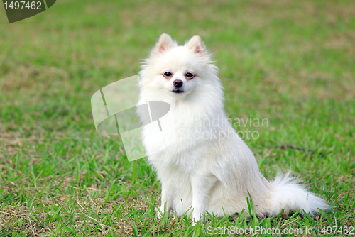 Image of white pomeranian dog