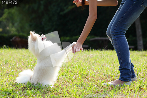 Image of woman train her dog