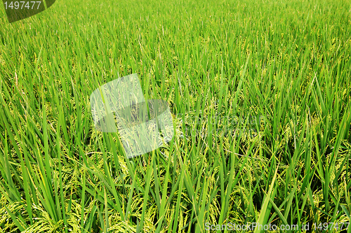 Image of paddy rice field