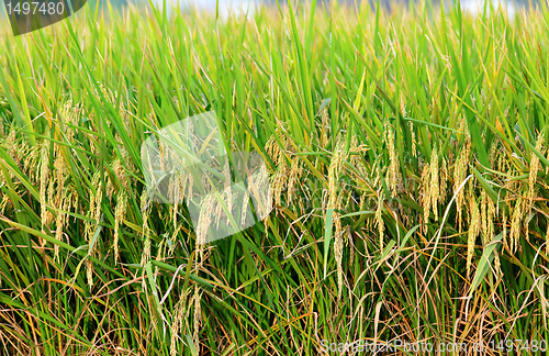 Image of paddy rice field