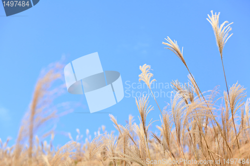 Image of grass in autumn