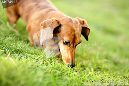 Image of dachshund dog