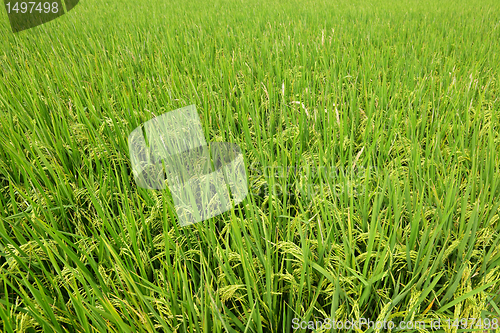 Image of paddy rice field