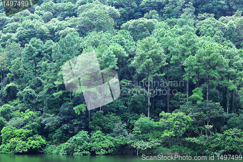 Image of Green trees by the lake