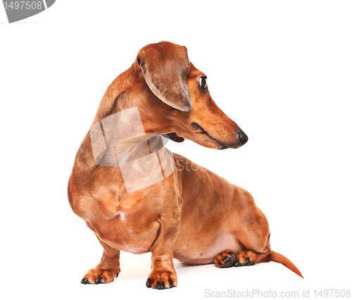 Image of dachshund