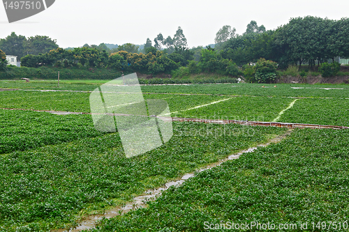 Image of farm