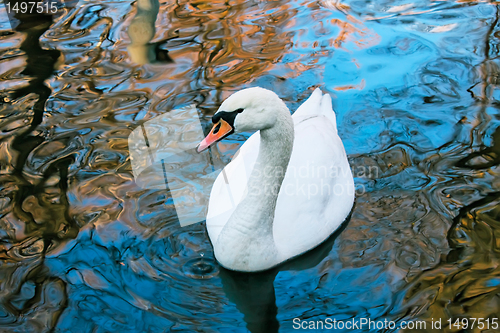 Image of Adult white swan