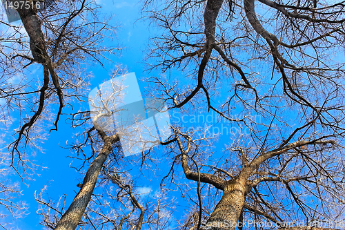 Image of Tops of naked fall trees