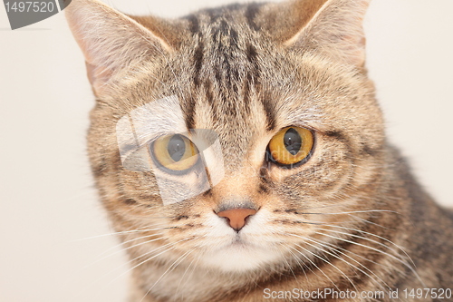 Image of Cat's portrait