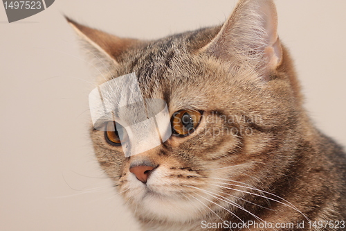Image of Cat's portrait