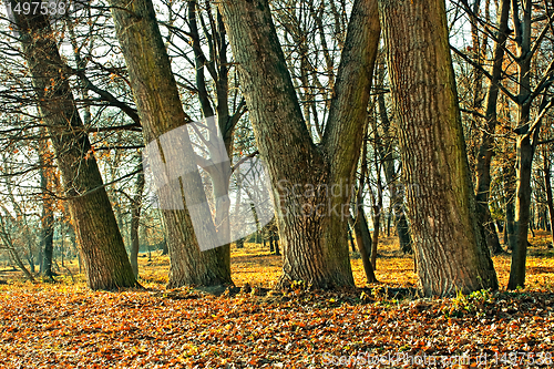 Image of Trunks of large old trees