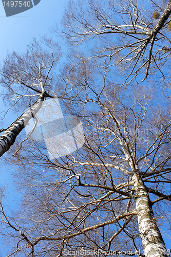 Image of Tops of fall birch trees