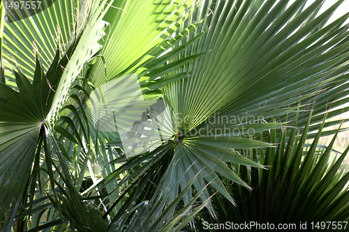 Image of Washington palm