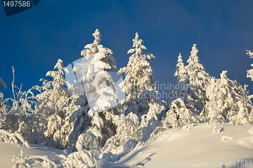 Image of Winter landscape in mountains