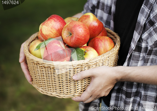 Image of Apples