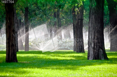 Image of Sprinkler in a lawn with tree