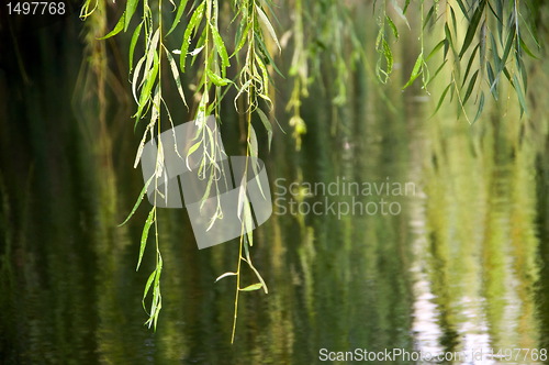 Image of Tree leaves in water background