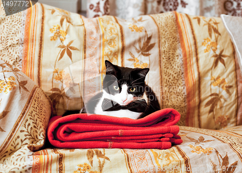 Image of Elegant cat on sofa