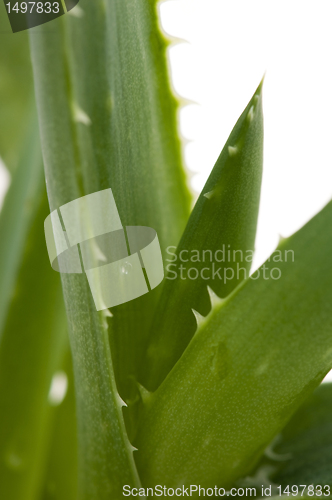 Image of Aloe vera - herbal medicine 