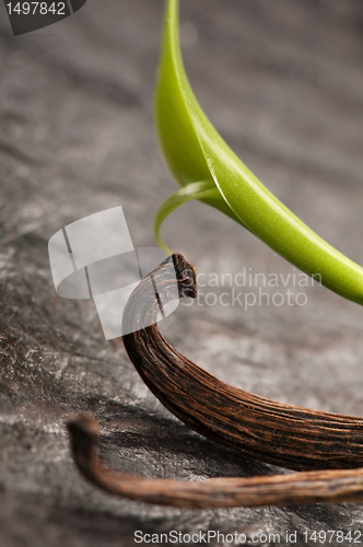 Image of Vanilla Planifolia Vine and Dried Vanilla Pods 