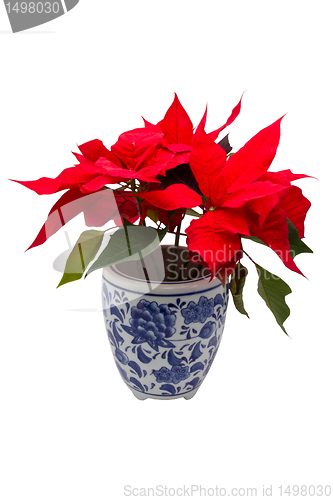 Image of Christmas Flower 