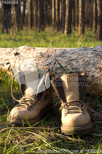 Image of Hiking boots on the clearing in pine wood