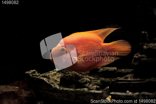 Image of parrot fish    