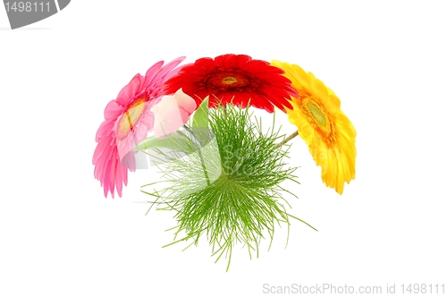 Image of flower