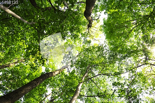 Image of tree