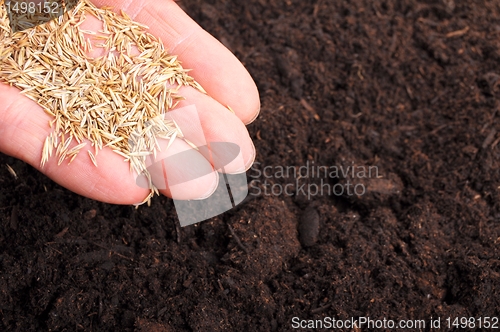 Image of sowing hand