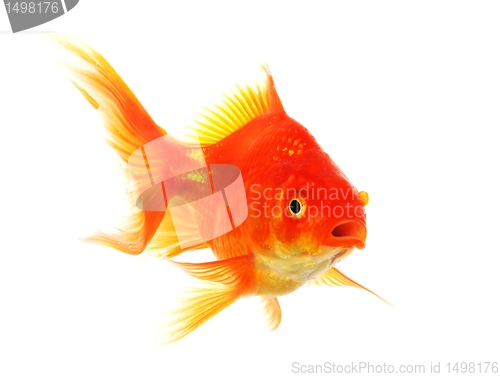 Image of goldfish