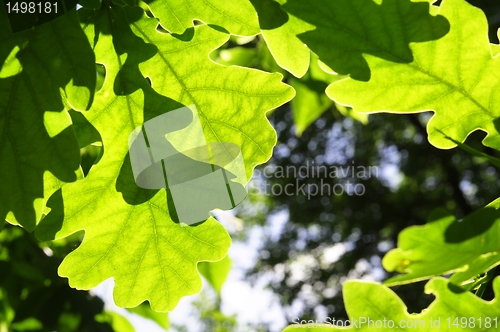 Image of leaves