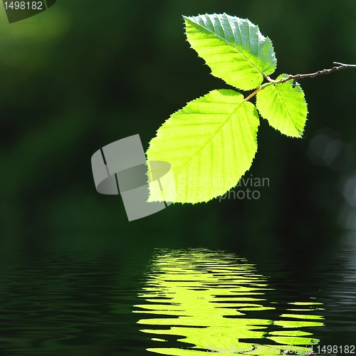 Image of green leave and water