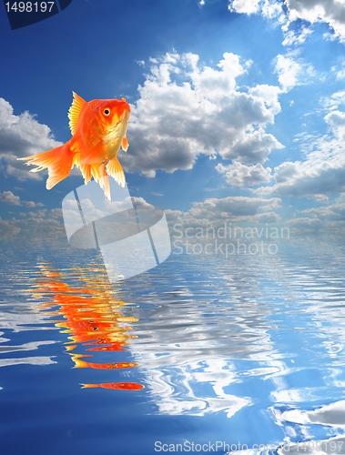 Image of goldfish