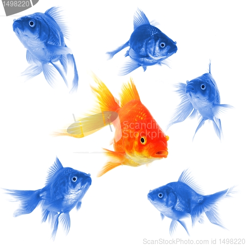 Image of individual goldfish